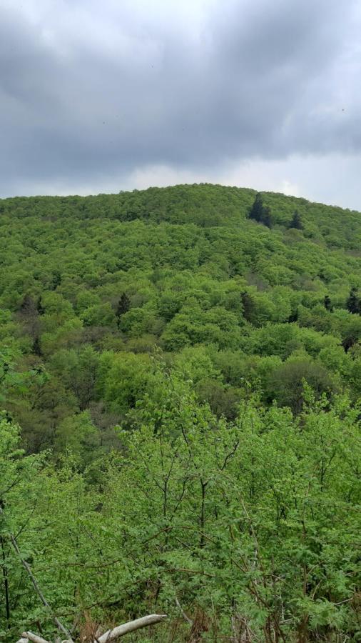 Gruene Glocke Apartment Алтенау Екстериор снимка